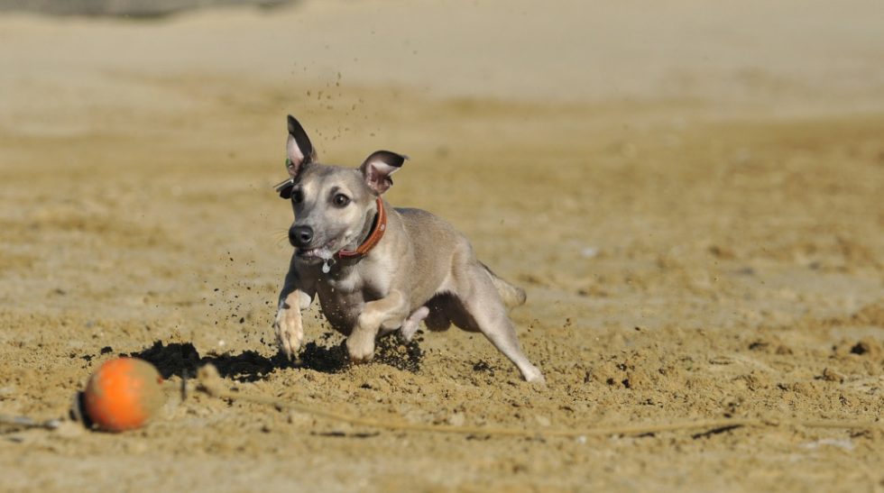 Greyhound Welpe beim Spielen mit Ball