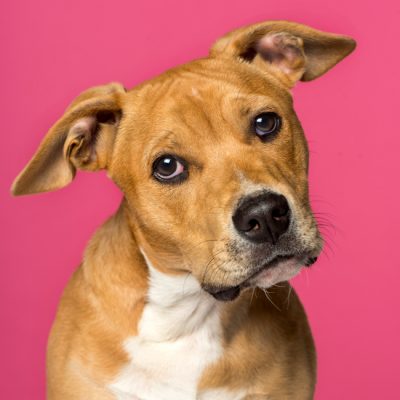 amstaff terrier welpe portrait