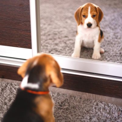 Beagle Welpe im Spiegel