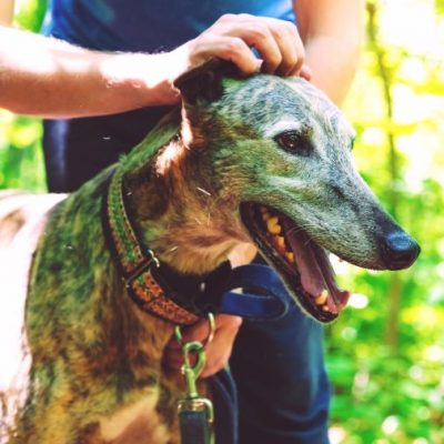 Greyhound mit Halter im Wald